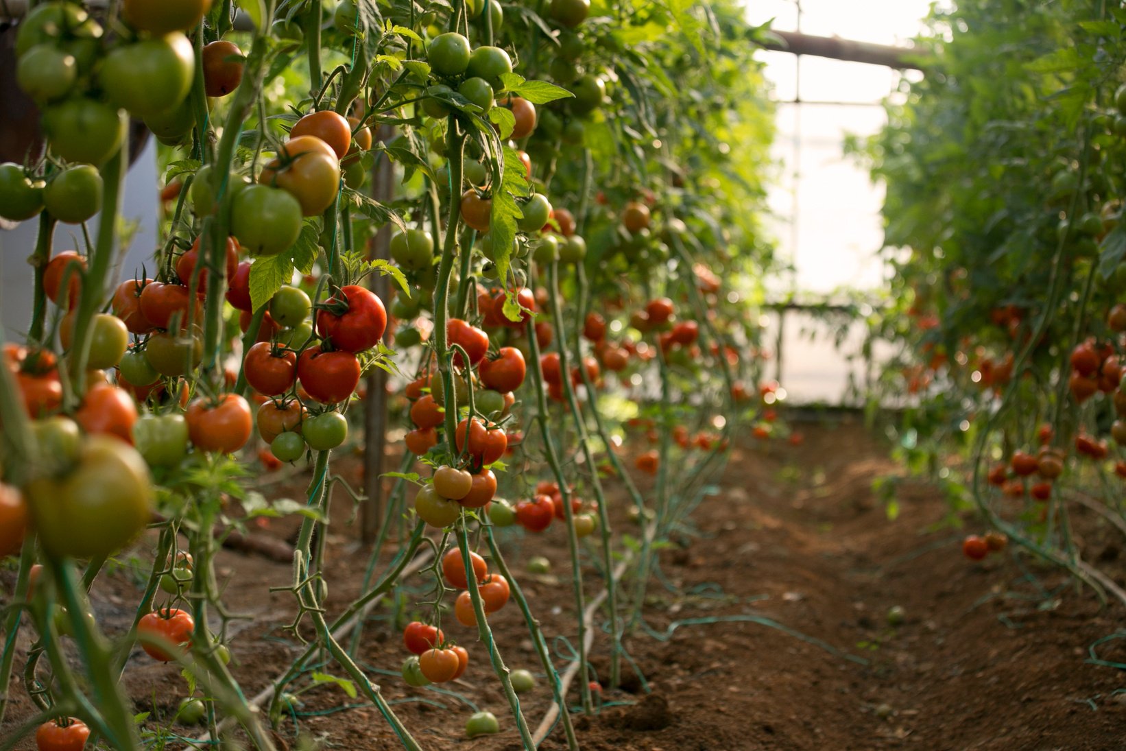 Tomatoes