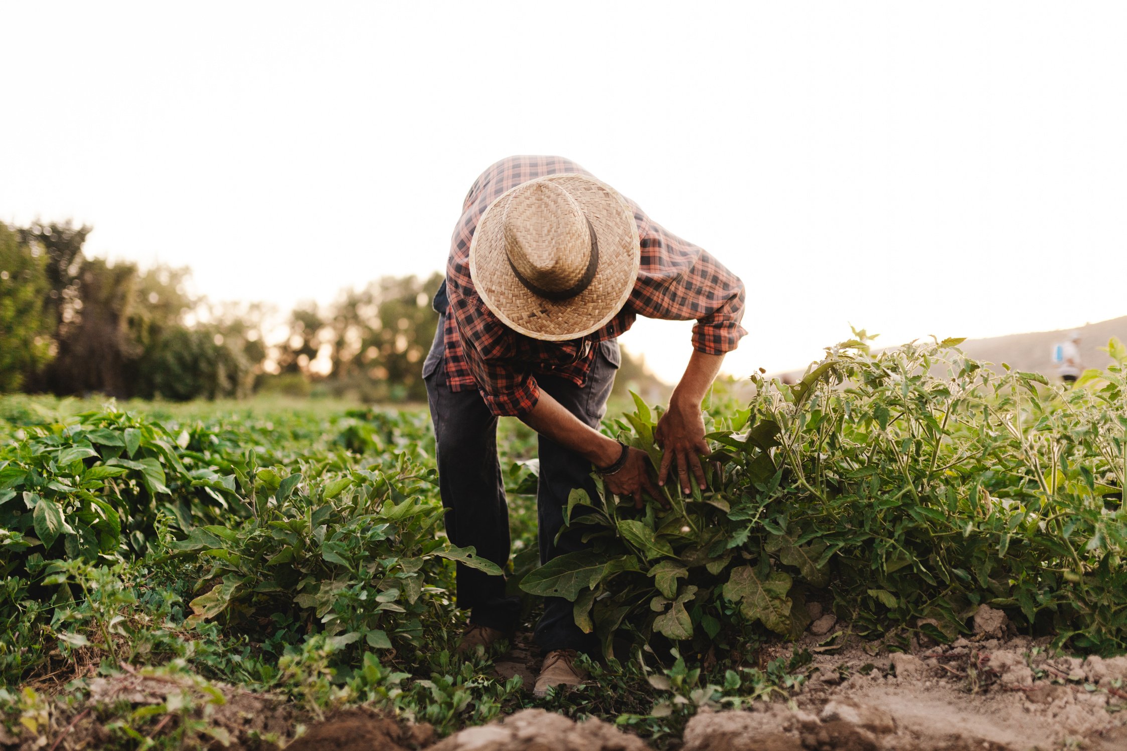 Farmer Working at the Field